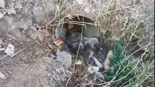 Yaralı halde bulunan köpek itfaiye ekipleri tarafından kurtarıldı
