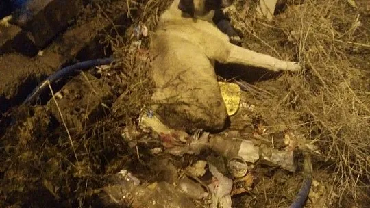 Yaralı köpeğe Fırat Üniversitesi sahip çıktı