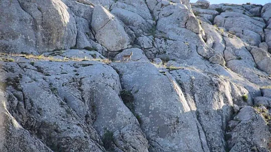 Yavru yaban keçisi Ankuzu Baba dağına kadar geldi