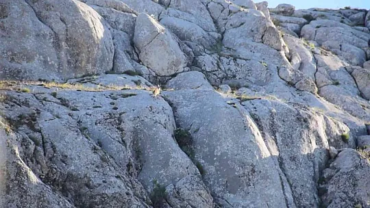Yavru yaban keçisi Ankuzu Baba dağına kadar geldi