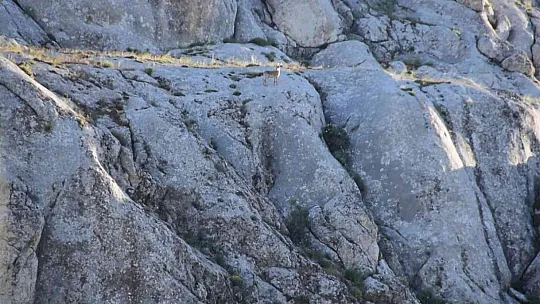 Yavru yaban keçisi Ankuzu Baba dağına kadar geldi