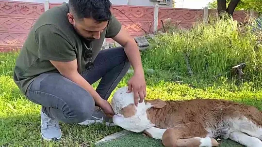 Yeni doğan buzağı görenleri şoke etti