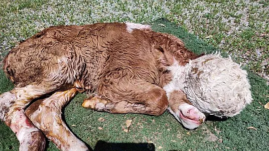 Yeni doğan buzağı görenleri şoke etti