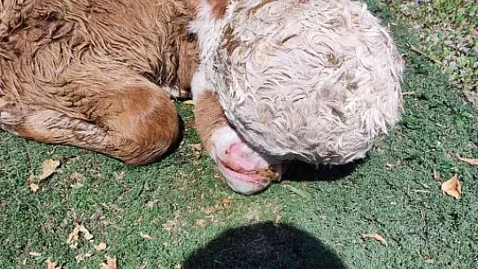 Yeni doğan buzağı görenleri şoke etti