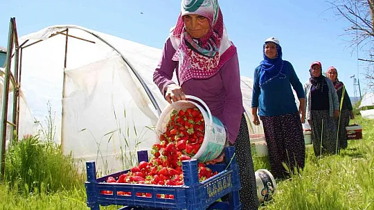 Yılın ilk örtü altı çilek hasadı başladı