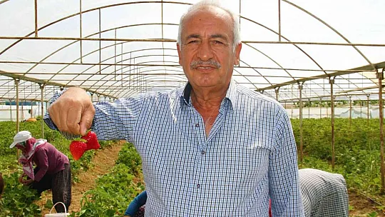 Yılın ilk örtü altı çilek hasadı başladı