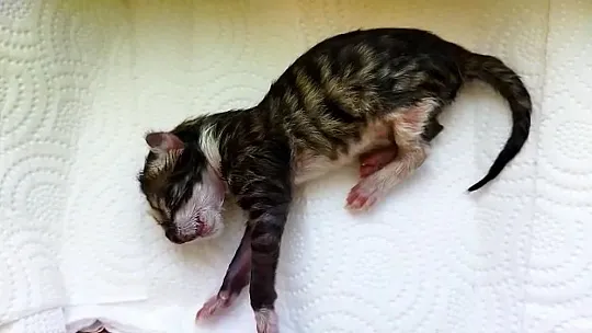 Yavru kedi kalp masajı ile hayata döndü