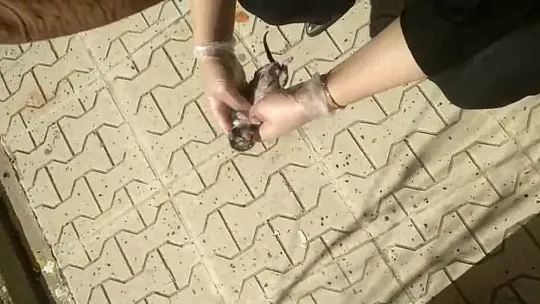 Yavru kedi kalp masajı ile hayata döndü