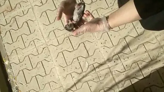 Yavru kedi kalp masajı ile hayata döndü