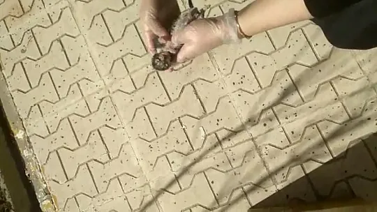 Yavru kedi kalp masajı ile hayata döndü