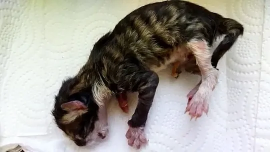 Yavru kedi kalp masajı ile hayata döndü