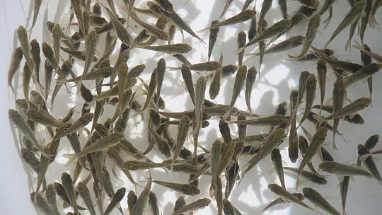 Keban Baraj Gölü'ne 400 bin sazan yavrusu bırakıldı