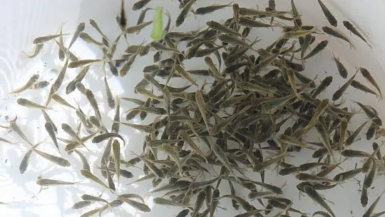 Keban Baraj Gölü'ne 400 bin sazan yavrusu bırakıldı