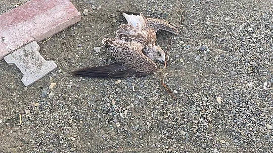 Hazar Gölünde onlarca martının ölümü paniğe neden oldu