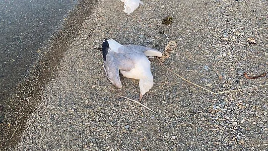 Hazar Gölünde onlarca martının ölümü paniğe neden oldu