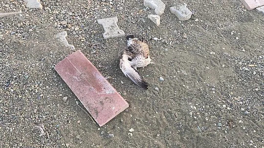Hazar Gölünde onlarca martının ölümü paniğe neden oldu