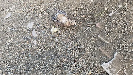 Hazar Gölünde onlarca martının ölümü paniğe neden oldu