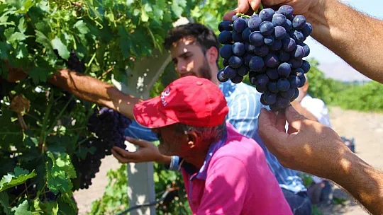 Elazığ'ın üzüm köyünde erkenci üzüm hasadı başladı