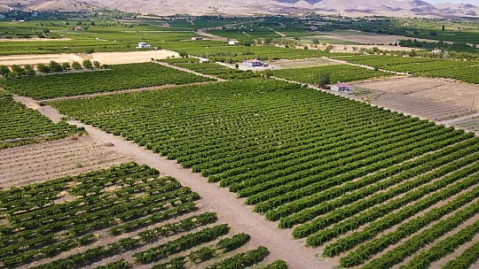 Elazığ'ın üzüm köyünde erkenci üzüm hasadı başladı