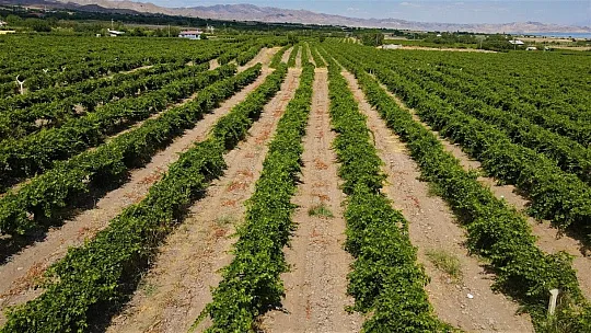 Elazığ'ın üzüm köyünde erkenci üzüm hasadı başladı