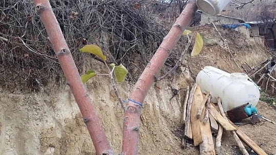 Elma ağacı kış ayında yaprak açtı