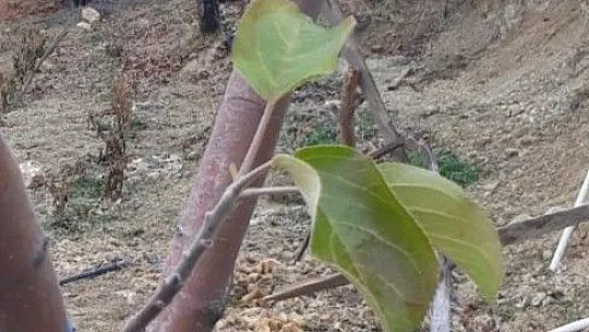 Elma ağacı kış ayında yaprak açtı