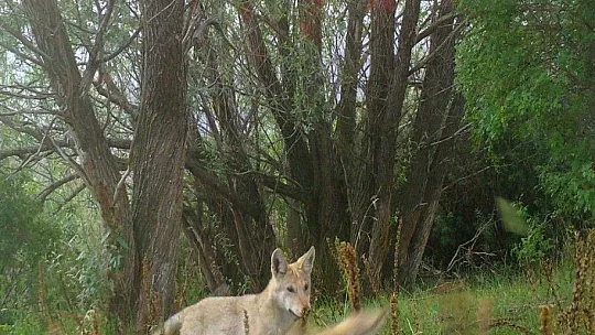 Erzincan'ın yaban hayatı zenginliği fotokapanlarla kayıt altına alındı