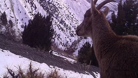 Erzincan'ın yaban hayatı zenginliği fotokapanlarla kayıt altına alındı
