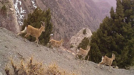 Erzincan'ın yaban hayatı zenginliği fotokapanlarla kayıt altına alındı