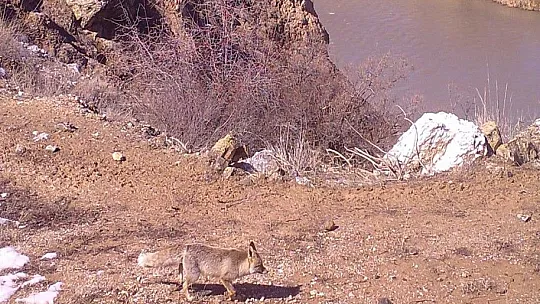 Erzincan'ın yaban hayatı zenginliği fotokapanlarla kayıt altına alındı