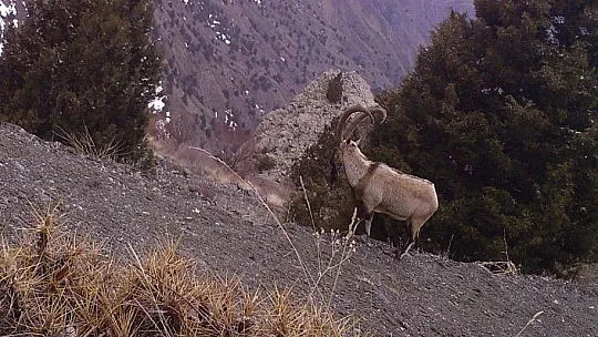 Erzincan'ın yaban hayatı zenginliği fotokapanlarla kayıt altına alındı