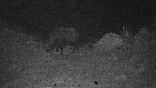 Erzincan'ın yaban hayatı zenginliği fotokapanlarla kayıt altına alındı