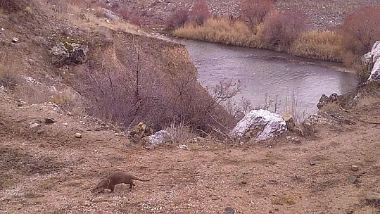 Erzincan'ın yaban hayatı zenginliği fotokapanlarla kayıt altına alındı