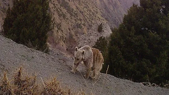 Erzincan'ın yaban hayatı zenginliği fotokapanlarla kayıt altına alındı