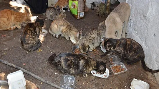 Muşlu Rabia'dan insanlık ölmemiş dedirten hareket