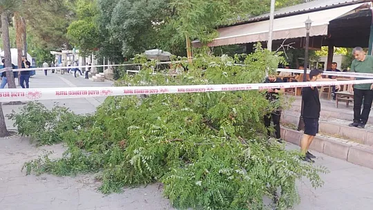 Şiddetli fırtına ağaç devirdi