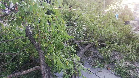 Şiddetli fırtına ağaç devirdi