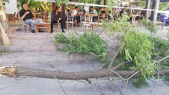Şiddetli fırtına ağaç devirdi