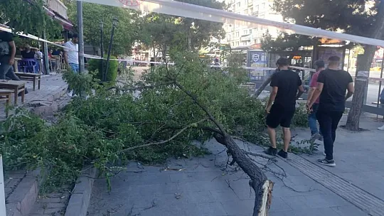 Şiddetli fırtına ağaç devirdi