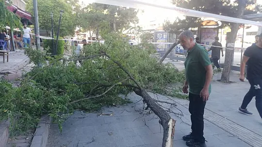 Şiddetli fırtına ağaç devirdi