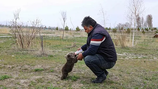 Annesinden ayrı düşen ayı yavrusunu biberonla besliyorlar