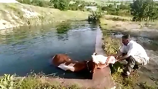 Havuza düşen ineğin imdadına vatandaş yetişti
