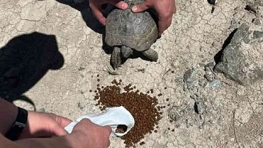 Devriye atan HAYDİ ekiplerinin kaplumbağa duyarlılığı