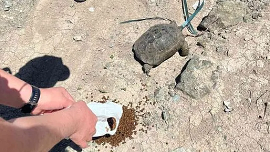 Devriye atan HAYDİ ekiplerinin kaplumbağa duyarlılığı