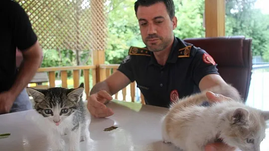 Kurtarılan yavru kedileri duyarlı vatandaş sahiplendi