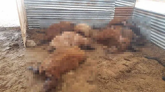 İzdiham yaşanan ağılda 16 koyun telef oldu