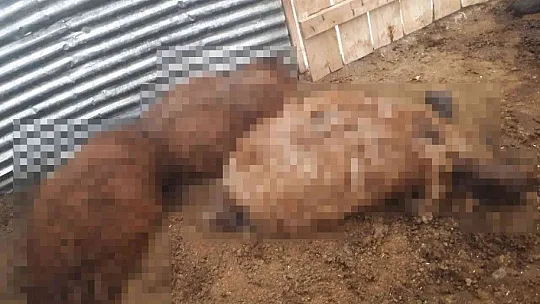 İzdiham yaşanan ağılda 16 koyun telef oldu