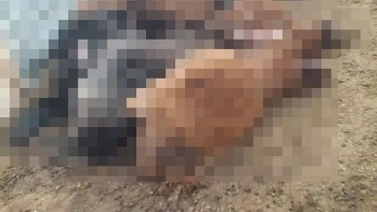 İzdiham yaşanan ağılda 16 koyun telef oldu