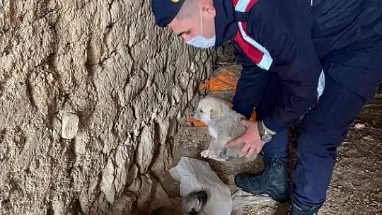 Jandarma yaşam mücadelesi veren sokak hayvanlarını unutmadı