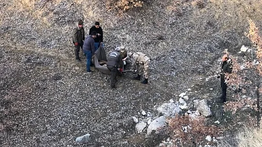Sürü liderliği için kavga eden dağ keçilerinden biri ağır yaralandı